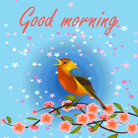 Bird Special Good Morning GIF