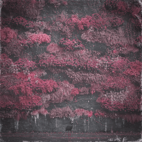 Bird Standing in Front of Pink Flower Wall