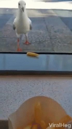 Bird Standing Next to Box of French Fries Looking Out Window