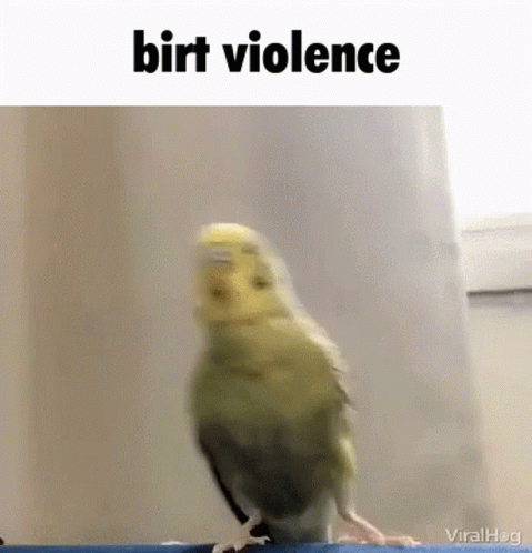 Bird Standing On Blue Ledge Birt Violence GIF