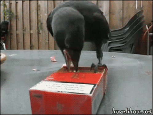 Bird Standing On Cigarette Box With Lawebloca.net GIF