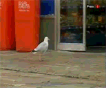 Bird Stealing A Chip GIF