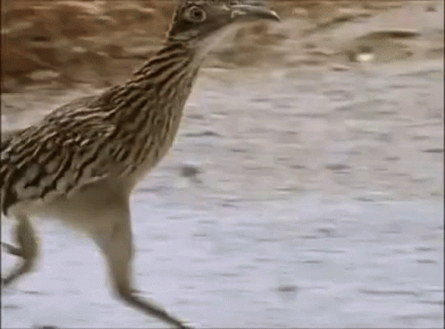 Bird Walking on Dirt Road