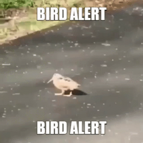 Bird Walking Saying Bird Alert GIF