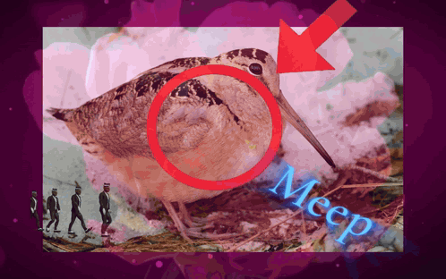 Bird With Arrow Pointing Saying Meep