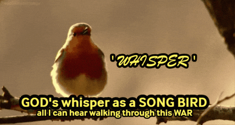 Bird With God's Whisper As A Song Bird All I Can Hear Walking Through This War GIF