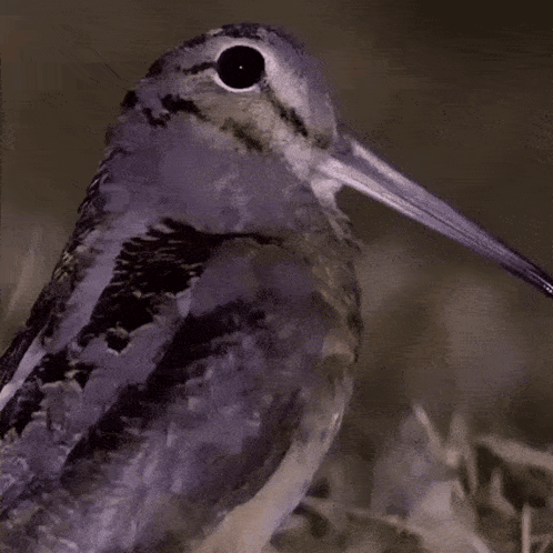 Bird With Long Beak Looking at Camera