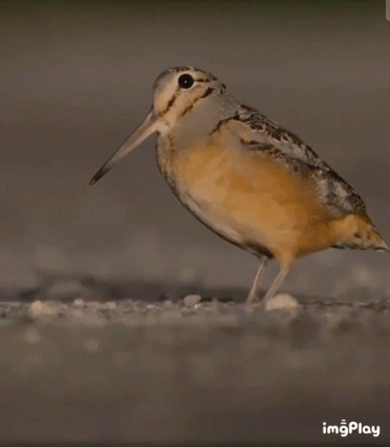 Bird With Long Beak Walking GIF
