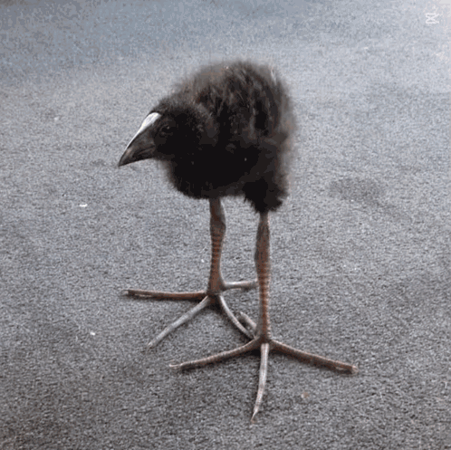 Bird With Long Legs And White Beak GIF