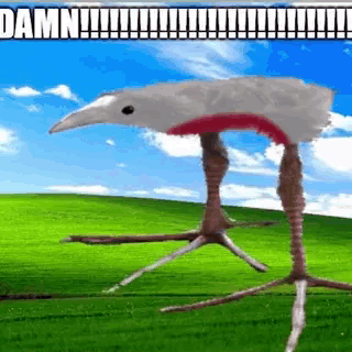 Bird With Long Legs Standing In Field GIF