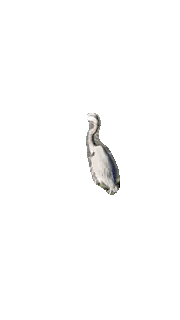 Bird With Long Neck Standing in Air