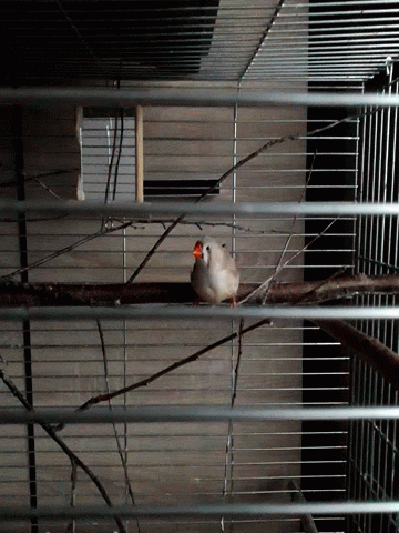 Bird with Red Beak Sitting on Branch in Cage