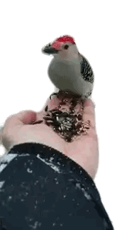 Bird with Red Head Sitting on Hand