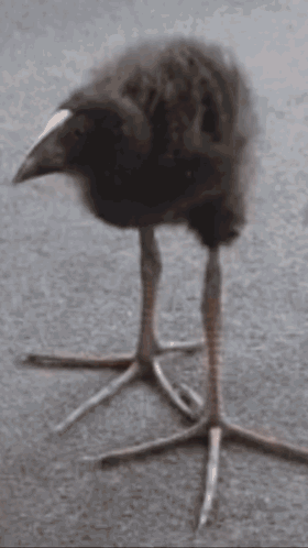 Bird With Two Birds On Top GIF