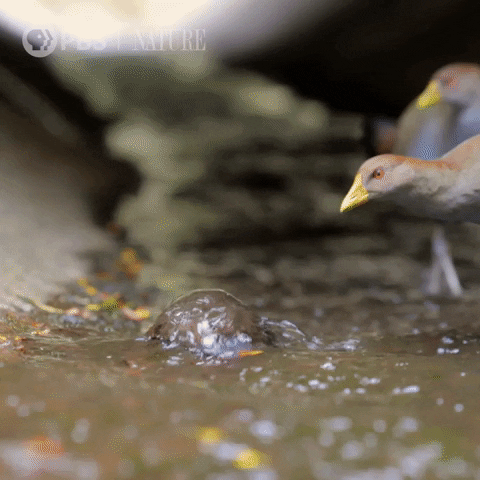 Birds And Platypus GIF
