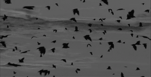 Birds Dark Aesthetic GIF