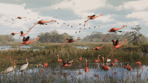 Birds Flying From Swamp GIF