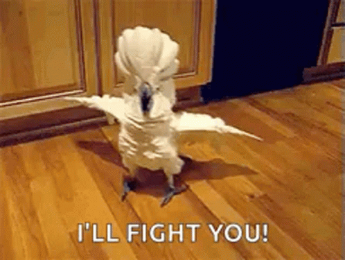 Birds Getting Into A Fight GIF