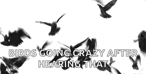 Birds Going Crazy