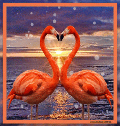 Birds Morning GIF