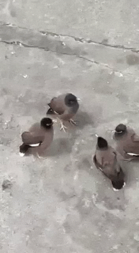 Birds On Concrete Floor GIF