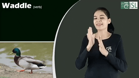 Birds Waddle Sign Language GIF