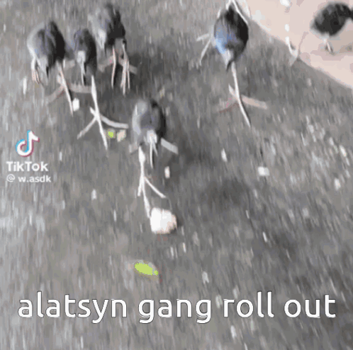 Birds Walking Down Street Alatsyn Gang Roll Out GIF