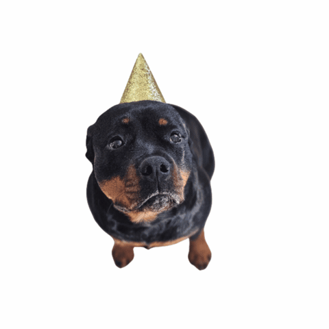 Birthday Card With Dog Wearing Party Hat Saying Happy Birthday