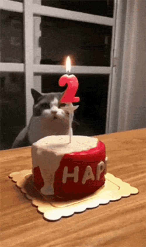 Birthday Cat 2 Cake Candle Number GIF