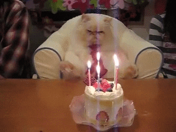 Birthday Cat Grumpy Surprise GIF