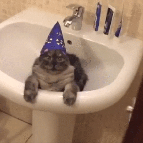 Birthday Cat On Sink GIF