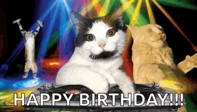 Birthday Dance Cat Disco Lights GIF