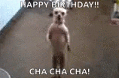 Birthday Dance Cute Dog Chacha GIF