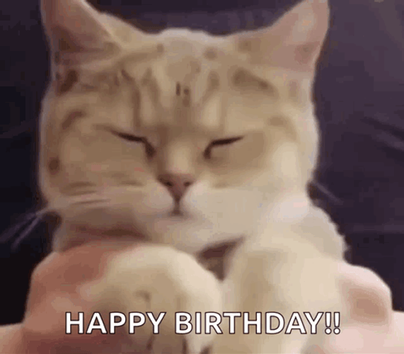 Birthday Dance Cute Cat Grooving GIF