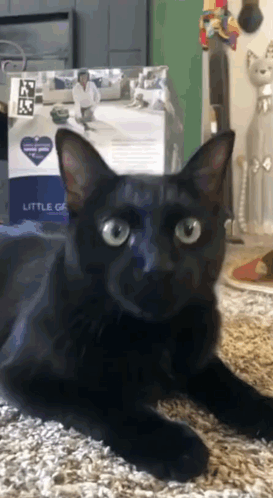 Birthday Funny Cat GIF