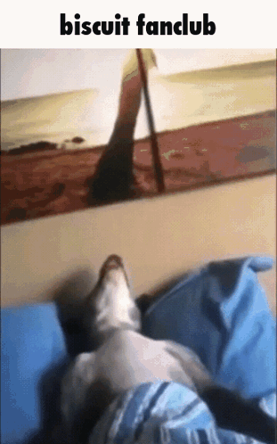 Biscuit Fan Club Sleeping Dog Meme GIF