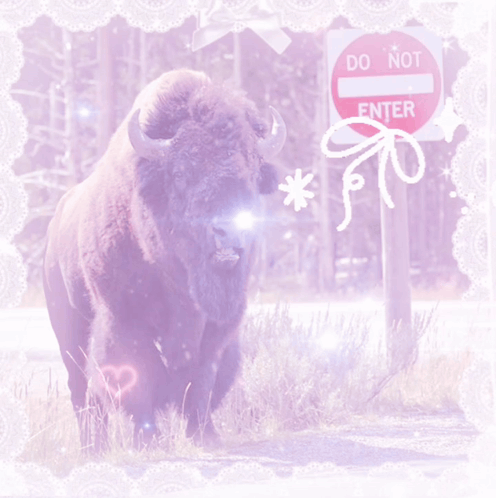 Bison at Do Not Enter Sign