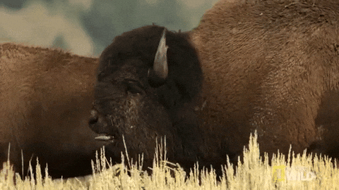 Bison Attacking Each Other GIF