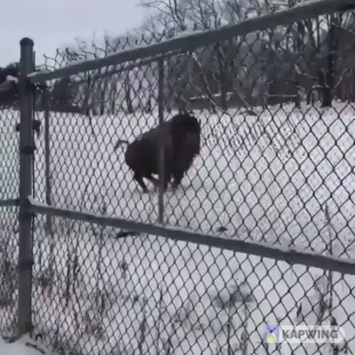 Bison Behind Chain Link Fence Kapwing