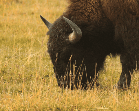 Bison Eating Grass On Field GIF