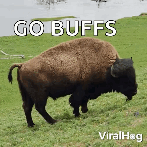 Bison in Grassy Field with Go Buffs