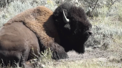 Bison Laying in Grass Saying Viralhog