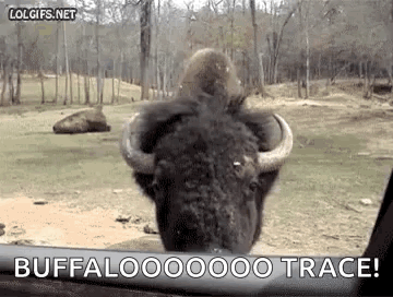 Bison Looking Out Car Window Saying Buffalo Trace