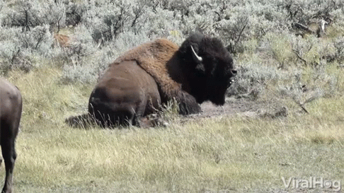 Bison Lying In Grassy Field GIF