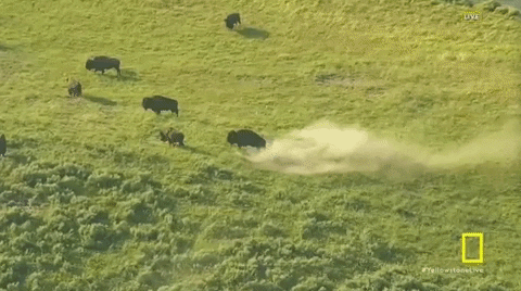 Bison Running Around Chasing GIF