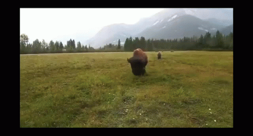 Bison Running Forward Chewing Something GIF