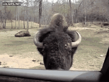 Bison Sniff Gif GIF