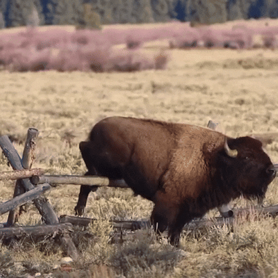 Bison Standing Next to Fence