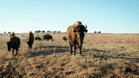 Bison Standing Still On Field GIF