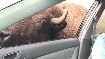 Bison Sticking Head Out Car Window